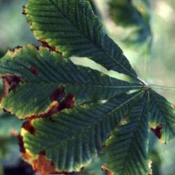Aesculus hippocastanum L. (horse-chestnut), leaves, upper surface