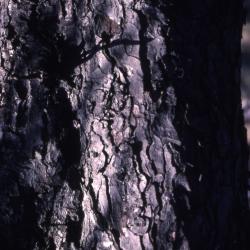Aesculus hippocastanum L. (horse-chestnut), bark 