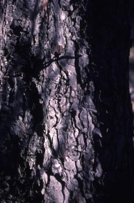 Aesculus hippocastanum L. (horse-chestnut), bark 