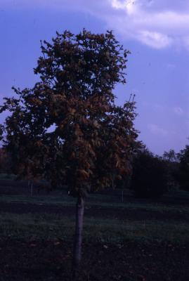 Aesculus hippocastanum L. (horse-chestnut), habit