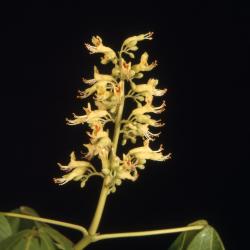 Aesculus glabra var. leucodermis Sarg. (whitebark Ohio buckeye), inflorescence 