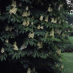 Aesculus hippocastanum ‘Baumannii’ (Baumann’s horse-chestnut), inflorescences 