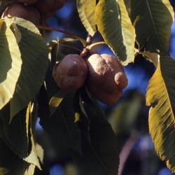 Aesculus flava Sol. (yellow buckeye), fruit and leaves