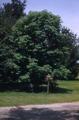 Aesculus hippocastanum ‘Baumannii’ (Baumann’s horse-chestnut), habit
