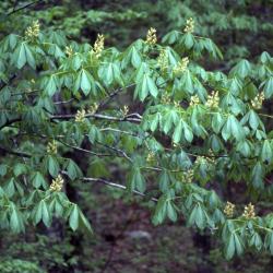 Aesculus L. (buckeye), branches