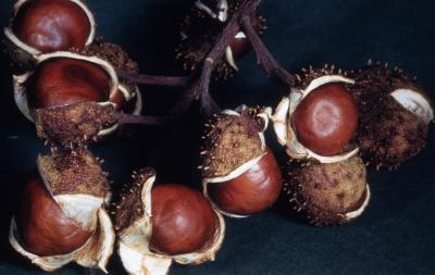 Aesculus hippocastanum L. (horse-chestnut), seed pods and seeds 