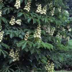 Aesculus hippocastanum ‘Baumannii’ (Baumann’s horse-chestnut), inflorescences