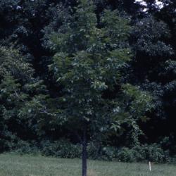 Aesculus glabra Willd. (Ohio buckeye), habit
