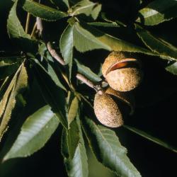 Aesculus glabra Willd. (Ohio buckeye), fruit and leaves
