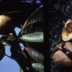 Aesculus glabra Willd. (Ohio buckeye), fruit

