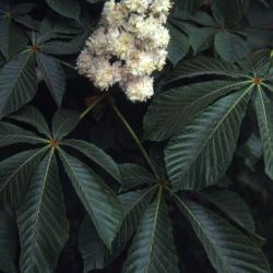 Aesculus hippocastanum ‘Baumannii’ (Baumann’s horse-chestnut), inflorescence and leaves 