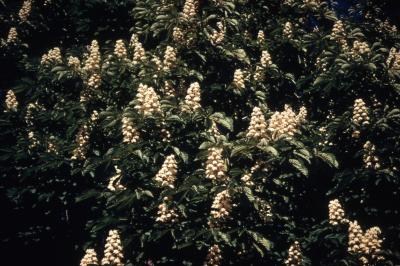 Aesculus hippocastanum L. (horse-chestnut), inflorescences  