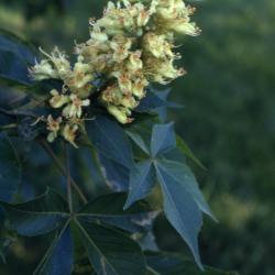 Aesculus glabra Willd. (Ohio buckeye), inflorescence