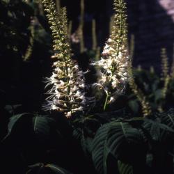 Aesculus parviflora Walt. (bottlebrush buckeye), inflorescences
