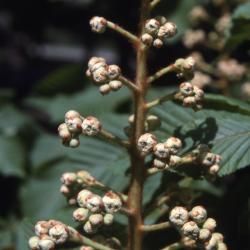Aesculus hippocastanum ‘Baumannii’ (Baumann’s horse-chestnut), inflorescence