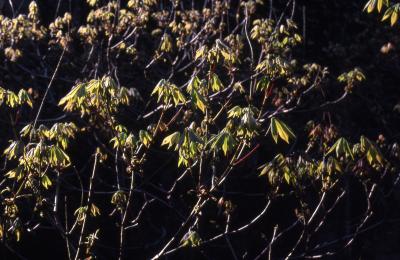 Aesculus parviflora Walt. (bottlebrush buckeye), leaves and branches