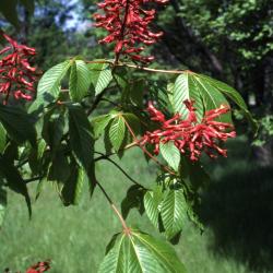 Aesculus pavia L. (red buckeye), leaves and flowers