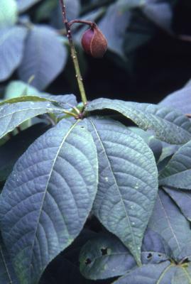 Aesculus parviflora Walt. (bottlebrush buckeye), leaves, upper surface
