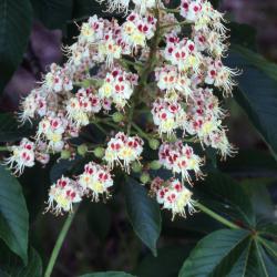 Aesculus turbinata Blume (Japanese horse-chestnut), inflorescence 