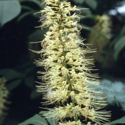 Aesculus parviflora (bottlebrush buckeye), inflorescence 