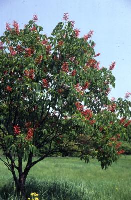 Aesculus pavia L. (red buckeye), habit