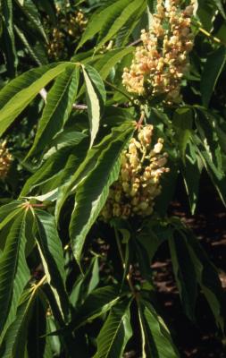 Aesculus L. (buckeye), inflorescences and leaves 