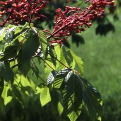 Aesculus pavia L. (red buckeye, scarlet buckeye, firecracker plant), inflorescence and leaves