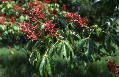 Aesculus pavia L. (red buckeye, scarlet buckeye, firecracker plant), branch with inflorescence and leaves