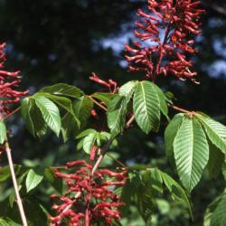 Aesculus pavia L. (red buckeye), branch with leaves and inflorescence 