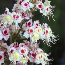 Aesculus turbinata Blume (Japanese horse-chestnut), close-up of inflorescence