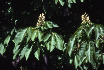 Aesculus L. (buckeye), inflorescence and leaves 