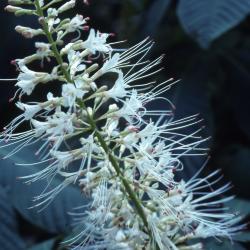 Aesculus parviflora Walt. (bottlebrush buckeye), flowers