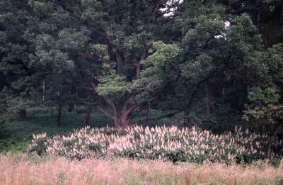 Aesculus parviflora Walt. (bottlebrush buckeye), habitat