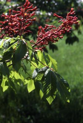 Aesculus pavia L. (red buckeye, scarlet buckeye, firecracker plant), inflorescence and leaves