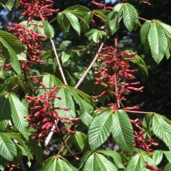 Aesculus pavia L. (red buckeye, scarlet buckeye, firecracker plant), branches with inflorescence and leaves