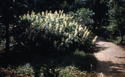 Aesculus parviflora Walt. (bottlebrush buckeye), habit