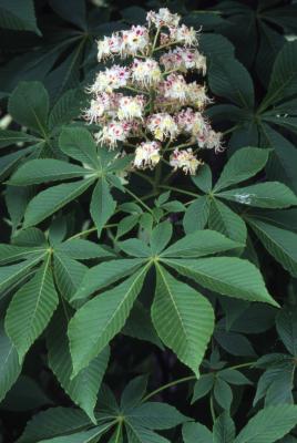 Aesculus turbinata Blume (Japanese horse-chestnut), inflorescence and leaves
