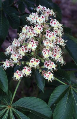 Aesculus turbinata Blume (Japanese horse-chestnut), inflorescence 