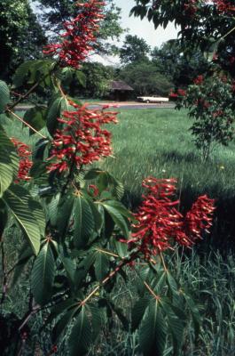 Aesculus pavia L. (red buckeye), flowers and leaves