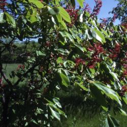 Aesculus pavia L. (red buckeye, scarlet buckeye, firecracker plant), branches with inflorescence and leaves