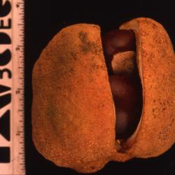 Aesculus flava Sol. (yellow buckeye), husk and seed pod