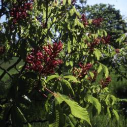 Aesculus pavia L. (red buckeye), branches
