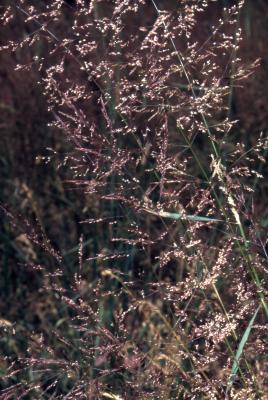 Agrostis alba L. (redtop), habitat