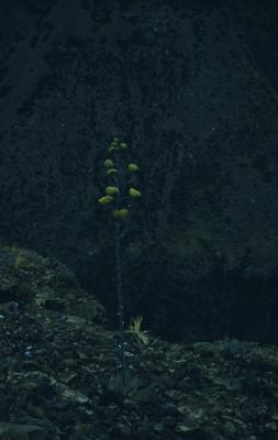Agave palmeri Engelm. (Palmer's century plant), habit