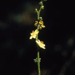 Agrimonia pubescens Wallr. (soft agrimony), flowers