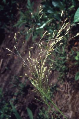 Agrostis hyemalis (Walter) Britton, Sterns &amp; Poggenb. (winter bentgrass), spikelet