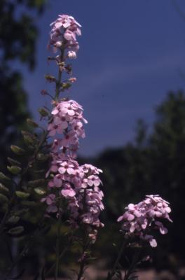 Aethionema grandiflorum Boiss. & Hohen. (Persian stonecress), inflorescence