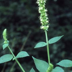 Agastache nepetoides (yellow giant hyssop), stem, flowers