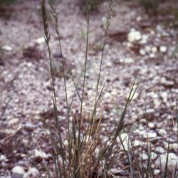 Agropyron smithii Rydb. (western wheatgrass), habit