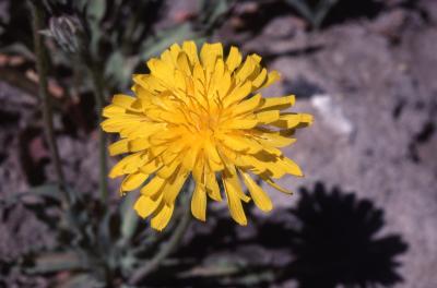 Agoseris glauca (Pursh) Raf. (pale agoseris),  flower